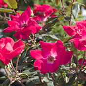 Red Flowers